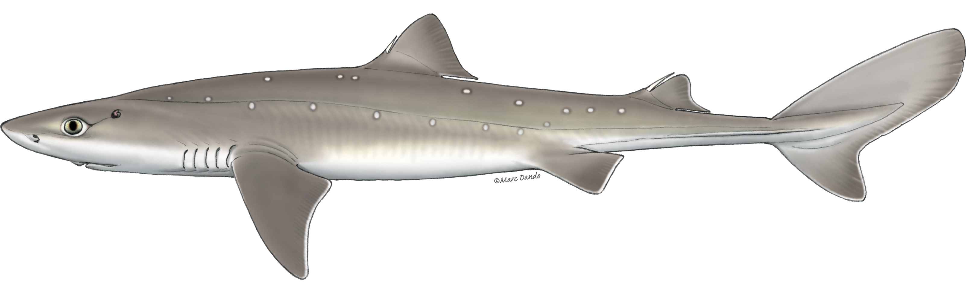 Обыкновенная колючая акула Squalus acanthias